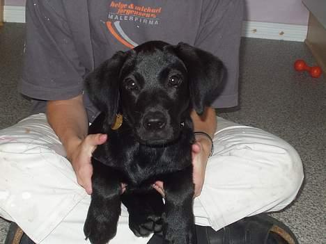 Labrador retriever (formel 1) Zenta billede 11