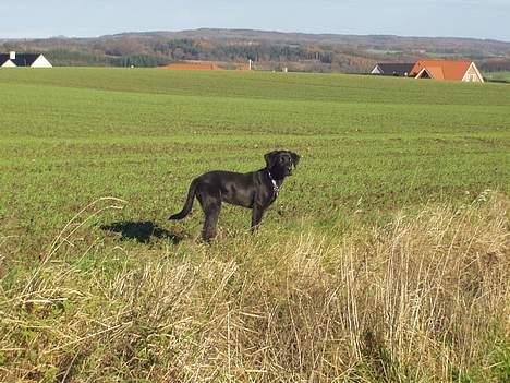 Labrador retriever (formel 1) Zenta billede 12