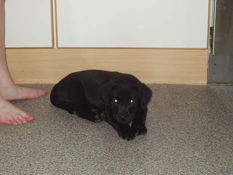 Labrador retriever (formel 1) Zenta - 8 uger gammel og lige kommet hjem til min nye mor og far  billede 14