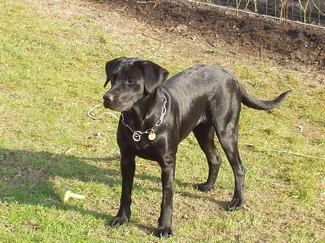 Labrador retriever (formel 1) Zenta billede 18