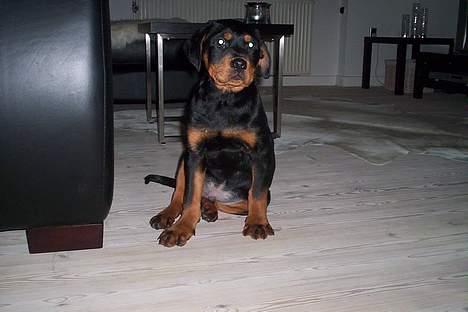 Rottweiler Kenzo *Død :-(* billede 1