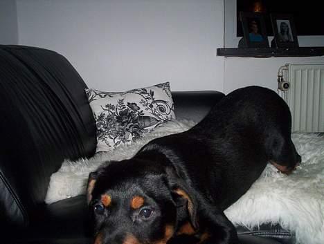 Rottweiler Kenzo *Død :-(* billede 2