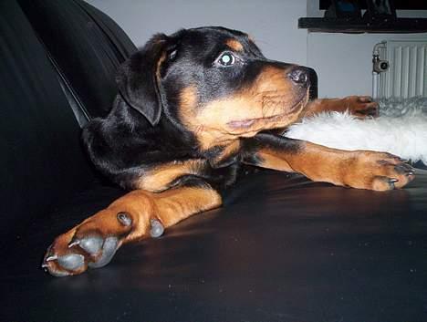 Rottweiler Kenzo *Død :-(* billede 3