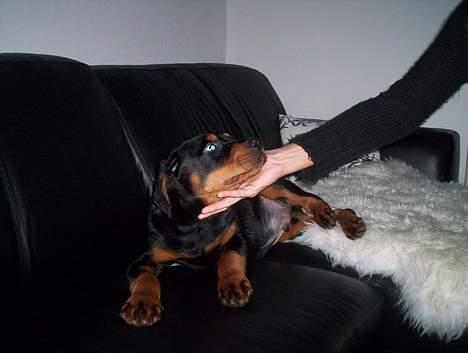 Rottweiler Kenzo *Død :-(* billede 4