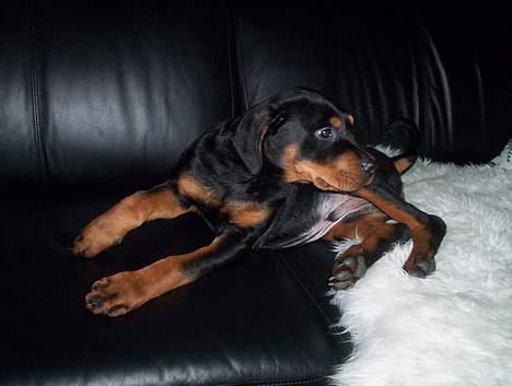 Rottweiler Kenzo *Død :-(* billede 5