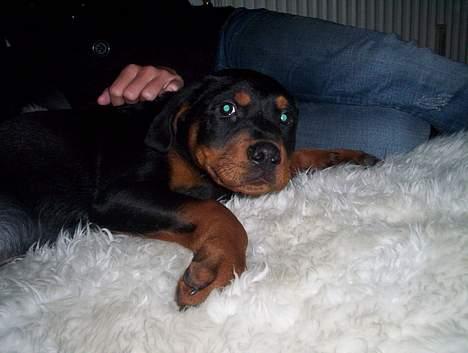 Rottweiler Kenzo *Død :-(* billede 6