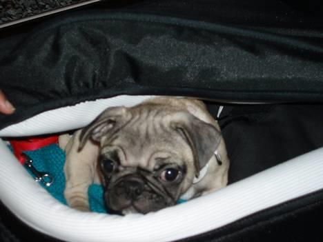 Mops Haley - dejlige barnevogn billede 2