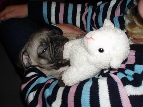 Mops Haley - uhmm, det får smager bare dejligt billede 3