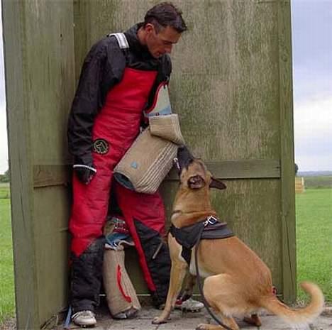 Malinois IPO3 Vandalen´s Iroc - over regnbuen  - Bevogtning i skærmen  billede 16