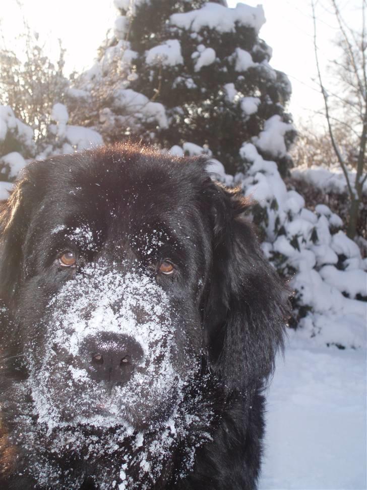 Newfoundlænder Luna (Newettas) - 31.01.10 Eeeeelsker SNE :D billede 1