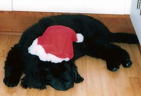 Newfoundlænder Luna (Newettas) - juleaften 2005 billede 2