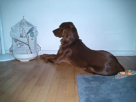 Irsk setter Falko billede 2