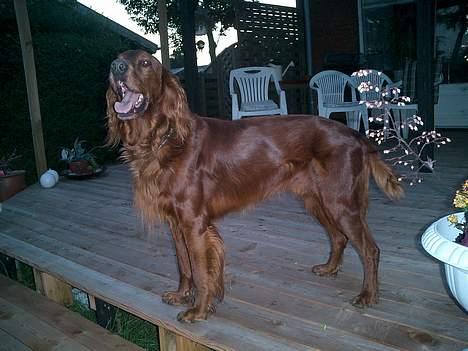 Irsk setter Falko billede 4