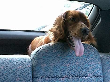 Irsk setter Falko billede 5