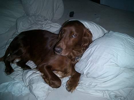 Irsk setter Falko billede 6