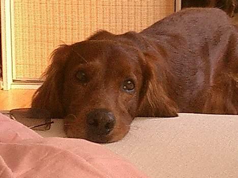 Irsk setter Falko billede 7