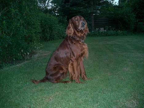 Irsk setter Falko billede 8