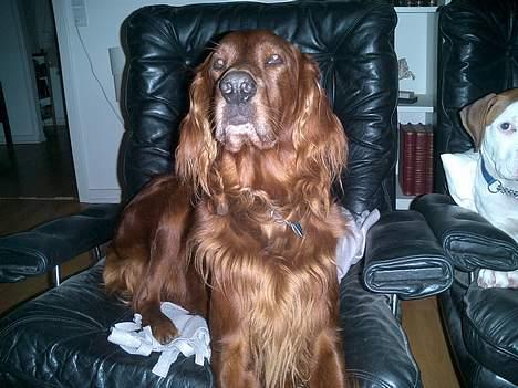 Irsk setter Falko billede 9