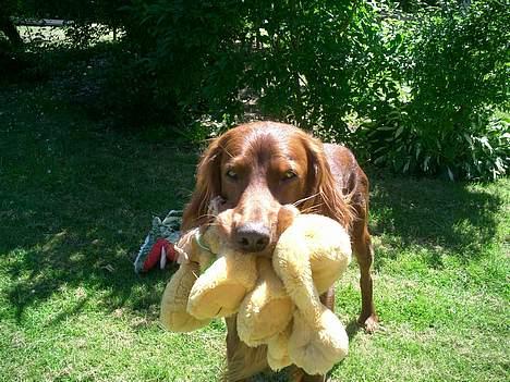 Irsk setter Falko billede 10