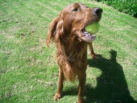 Irsk setter Falko billede 11