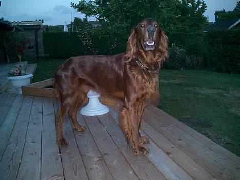 Irsk setter Falko billede 12