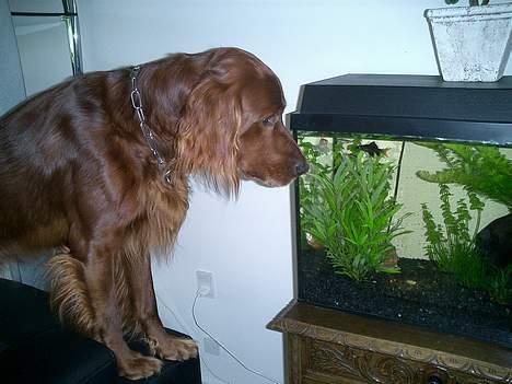 Irsk setter Falko billede 13