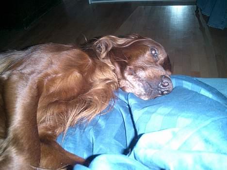 Irsk setter Falko billede 14