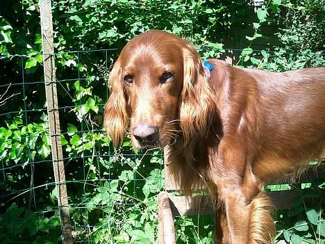 Irsk setter Falko billede 15