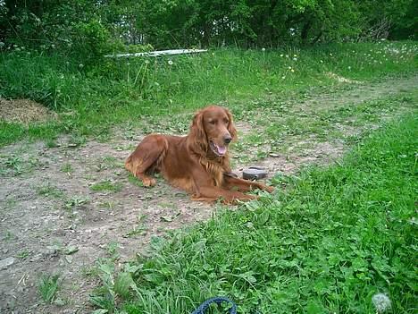 Irsk setter Falko billede 16