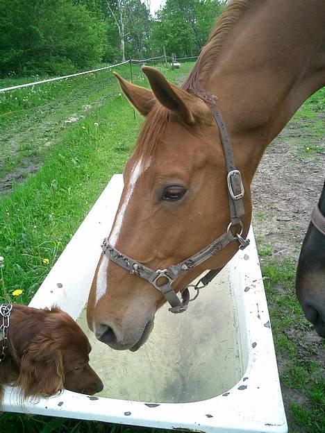 Irsk setter Falko billede 17