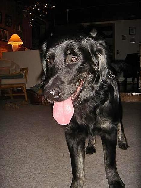 Blanding af racer Bastian. billede 6