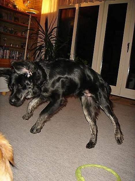 Blanding af racer Bastian. billede 7