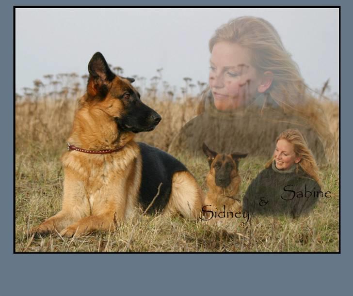 Schæferhund Sidney billede 1