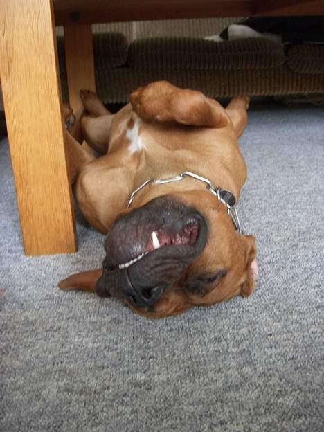 Blanding af racer Ballu - sådan ligger jeg tit og sover... billede 15