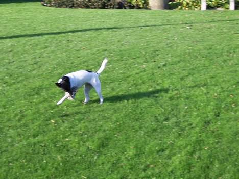 Dansk svensk gaardhund Cille - wee det er så sjovt..! billede 5