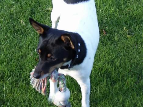 Dansk svensk gaardhund Cille - puha. det er faktisk også hårdt at lege hele tiden!! billede 6