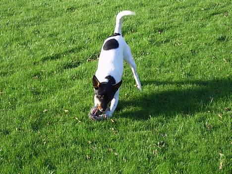 Dansk svensk gaardhund Cille - Du kan ijk fange mig..?! billede 7