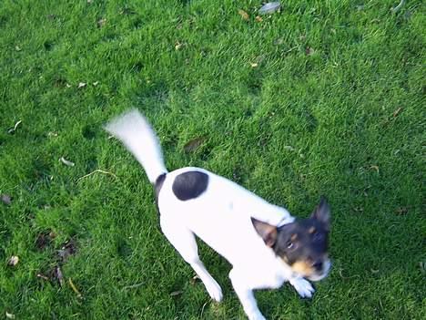 Dansk svensk gaardhund Cille - ha dy har den... men jeg er super hopperen cille, jeg kan sagtens få fat i den..!  billede 8