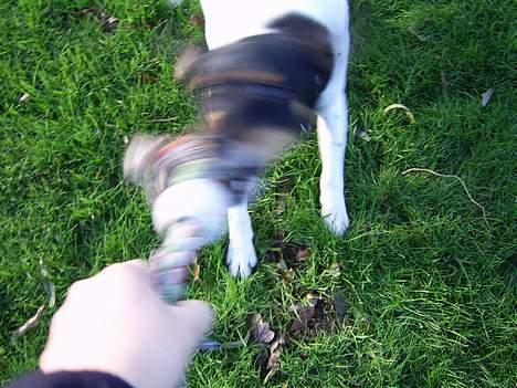 Dansk svensk gaardhund Cille - nu har jeg fået den..! så slip, eller den får en ryste tur.!!! billede 9