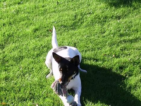 Dansk svensk gaardhund Cille - her ligger jeg så og bidder lidt i mit lege tøj.. kom og leg igen!?? billede 10