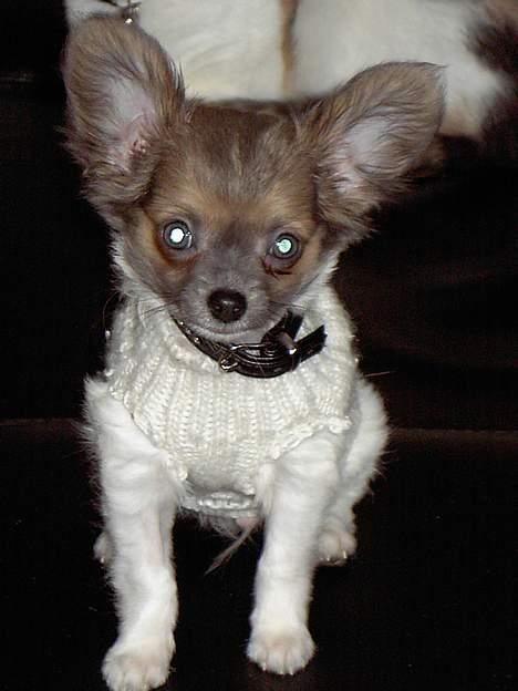 Chihuahua Chiqo - Så er jeg blevet 13 uger.. Kan i se forskel???!! billede 6