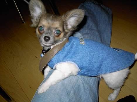 Chihuahua Chiqo - Så har jeg fået lidt tøj på..  billede 7