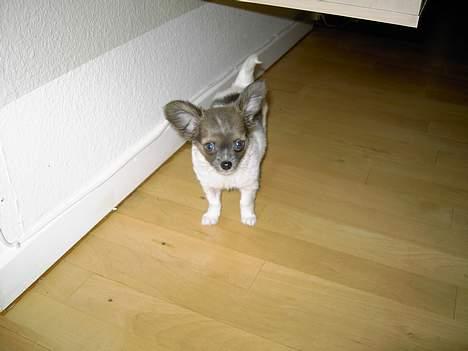 Chihuahua Chiqo - Kommer du nu med det kamera ige??! billede 8