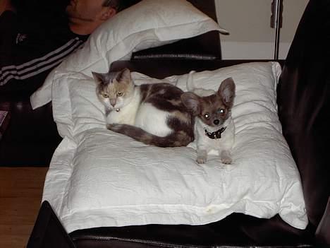 Chihuahua Chiqo - Vi er blevet ret gode venner nu... *S* billede 9