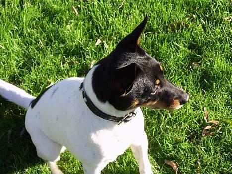 Dansk svensk gaardhund Cille - puha det er ved at værre hårdt.! billede 11