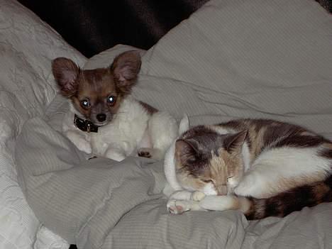 Chihuahua Chiqo - Her ligger vi lige og får en lur.  billede 10