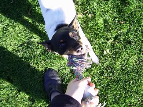 Dansk svensk gaardhund Cille - gi´ den så til mig..! billede 12