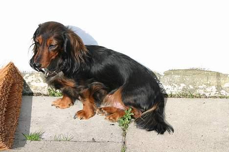 Gravhund Emma - Nu flytte hvalpene snart......... billede 6