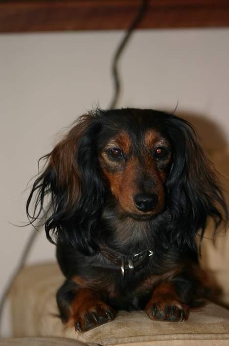 Gravhund Emma - Smuk som et stjerneskud........ billede 7