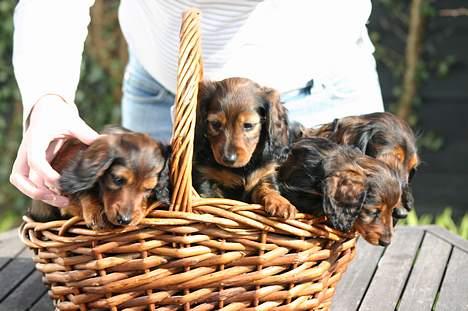 Gravhund Emma - Her gemmer jeg mig så bag mine 3 smukke hvalpe billede 8